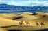 Camels in the Gobi Desert